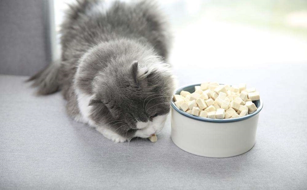 凍干寵物食品進口報關的流程是怎樣的？